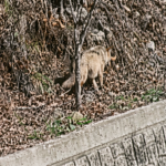 대전 오월드 늑구 관련 이미지