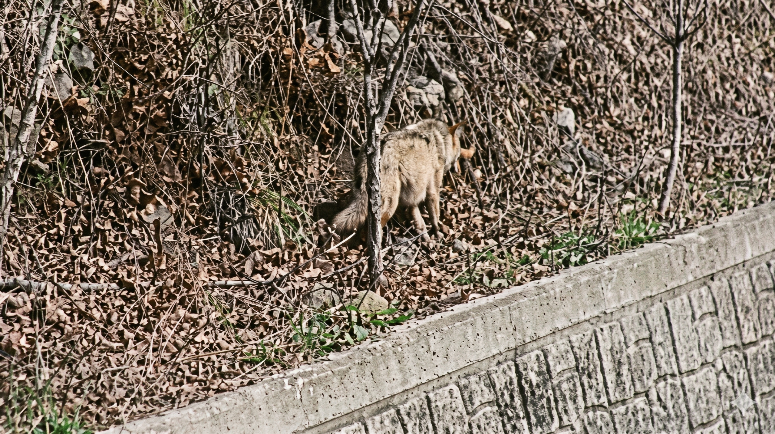 대전 오월드 늑구 관련 이미지